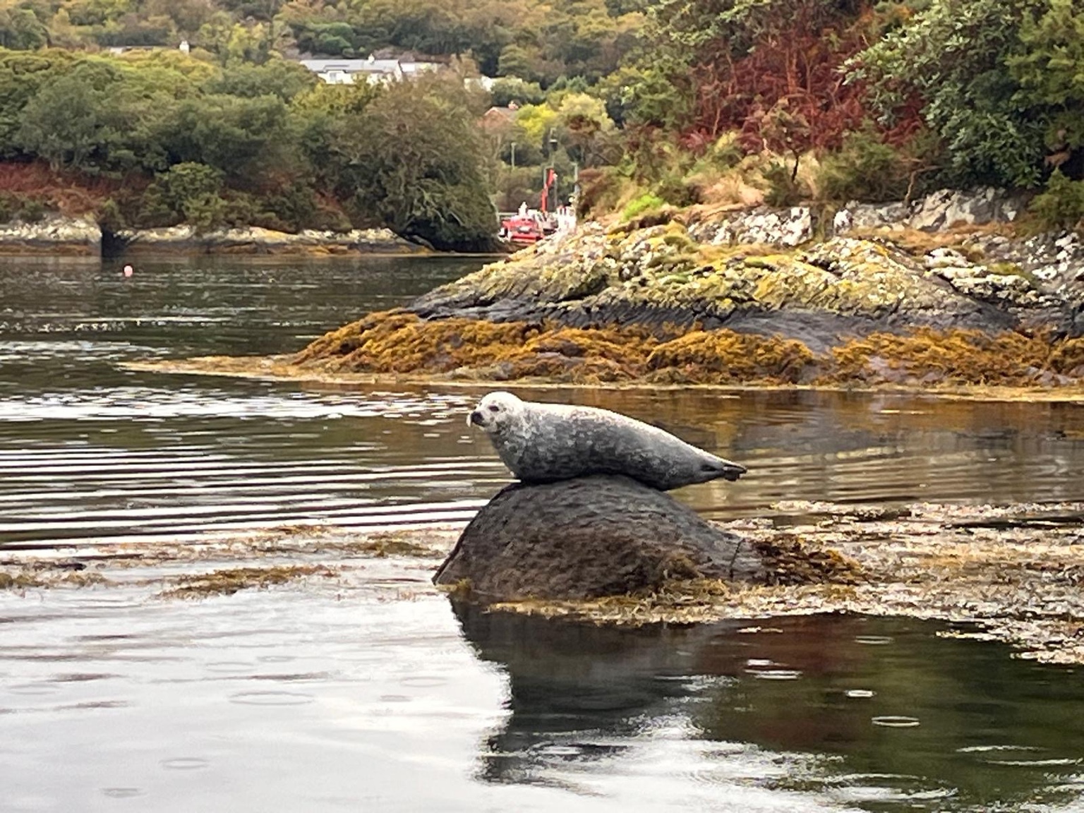 A seal resting on a rock, photographed from the ferry to Garnish Island