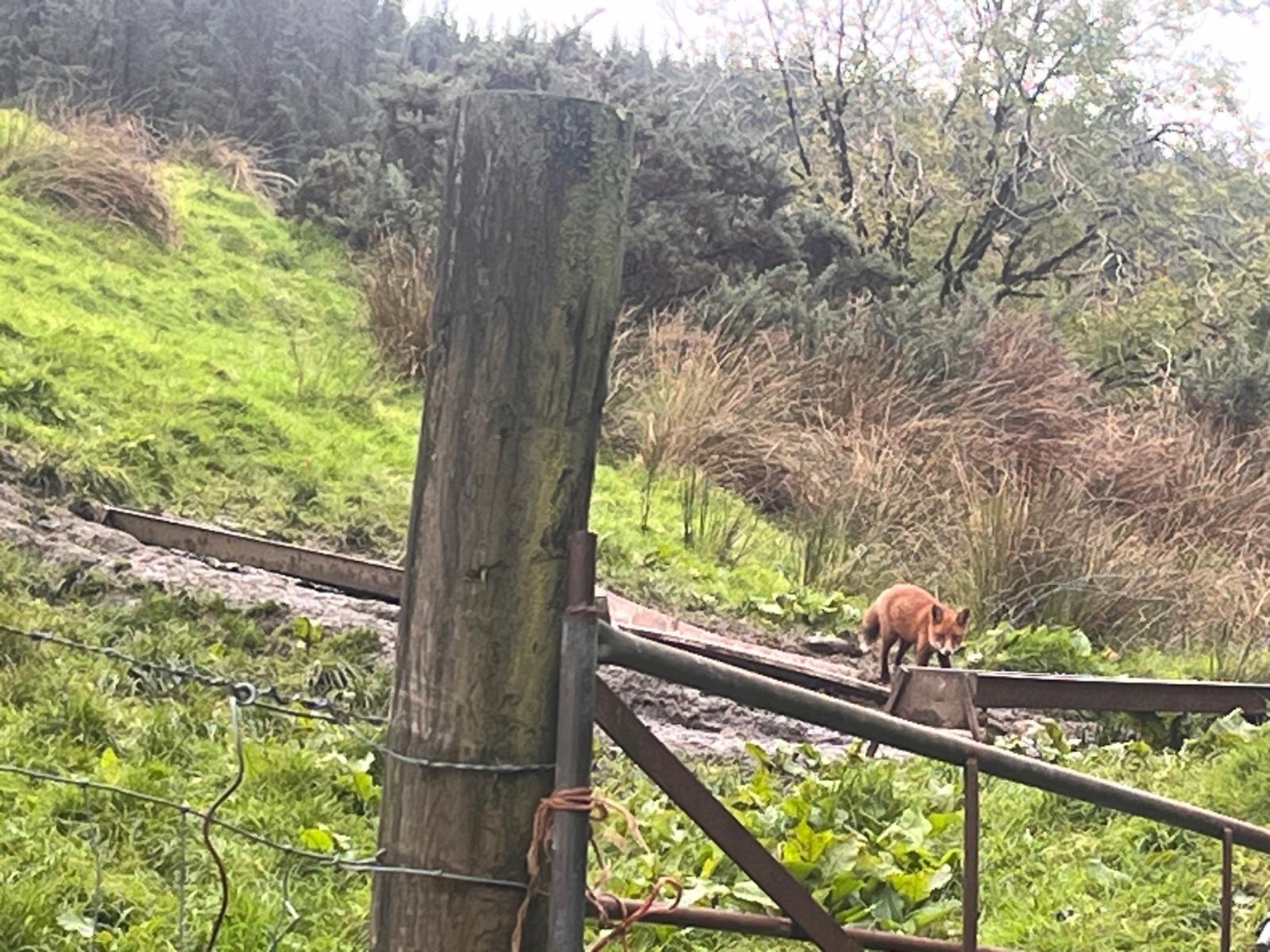 A fox beside the path at Gougane Barra