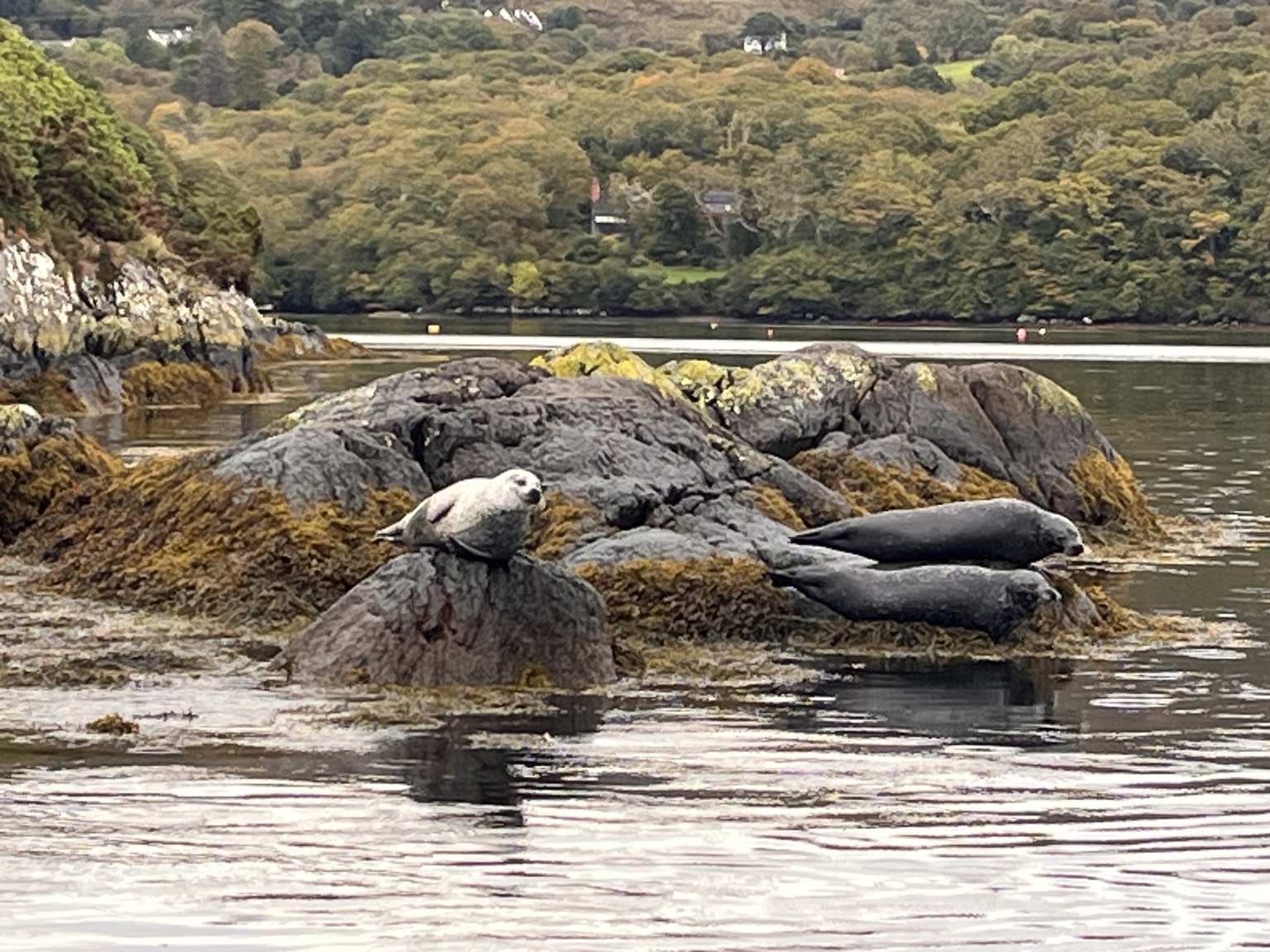 Seals taking their ease beside the water.