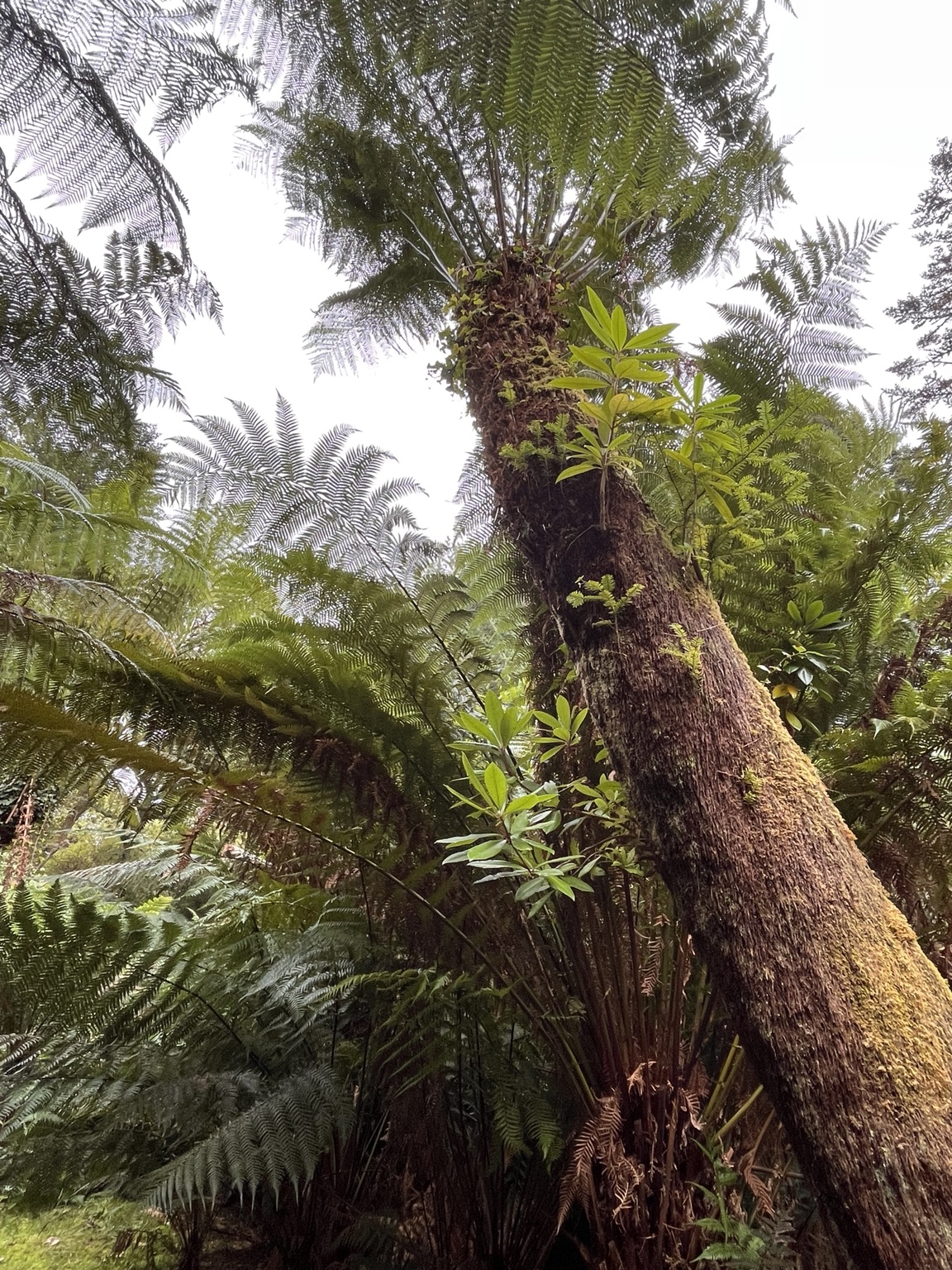 Looking up through layers of fern fronds.