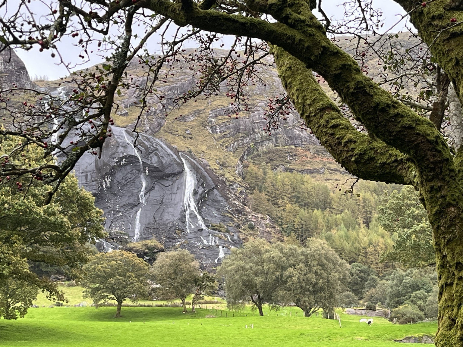 A waterfall glimpsed through mossy branches.